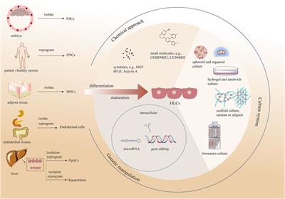 Induction and Maturation of Hepatocyte-Like Cells In Vitro: Focus on Technological Advances and Challenges